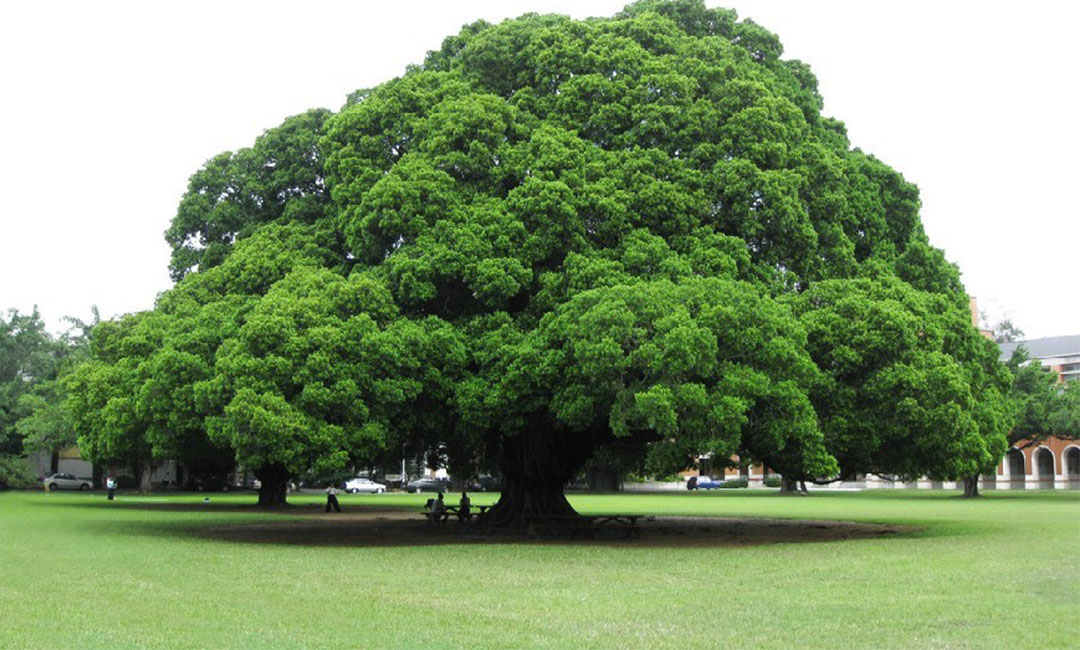 营口金榕树服务号代运营案例